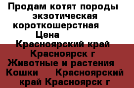 Продам котят породы “экзотическая короткошерстная“.  › Цена ­ 1 500 - Красноярский край, Красноярск г. Животные и растения » Кошки   . Красноярский край,Красноярск г.